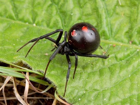 The Enigma of Female Supremacy in Black Widow Spiders