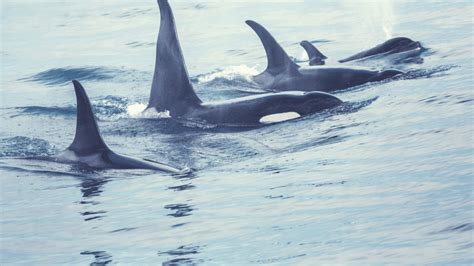 The Enigma of Meeting Orcas in the Realm of Dreams