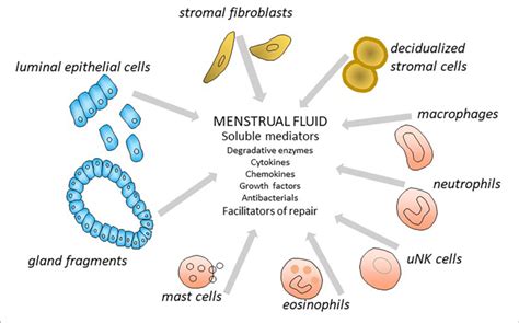 The Enigma of Menstrual Fluid in Dreamscapes