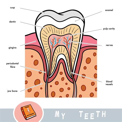 The Enigma of Terrifying Dental Structures: Untangling the Mysteries of Evolution