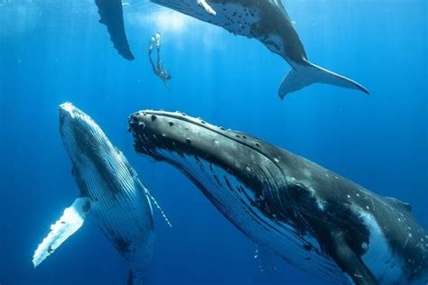 The Enigma of Whales: Unraveling the Puzzles