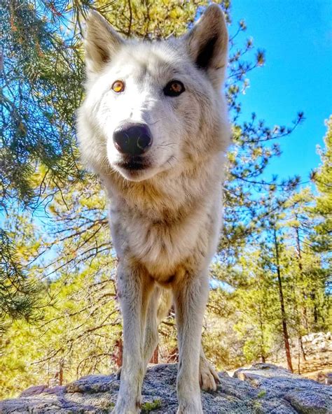 The Enigma of Wolves: Unbridled Elegance in the Animal Kingdom