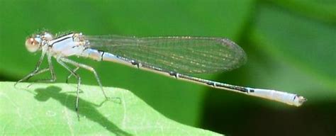 The Enigma of the Ethereal Pale Damselfly