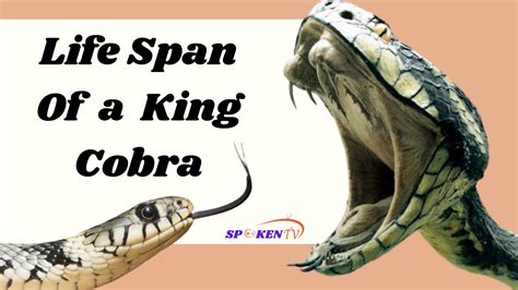 The Enigma of the King Cobra's Life