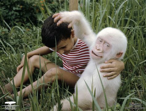 The Enigma of the White Gorilla: Myth or Reality?