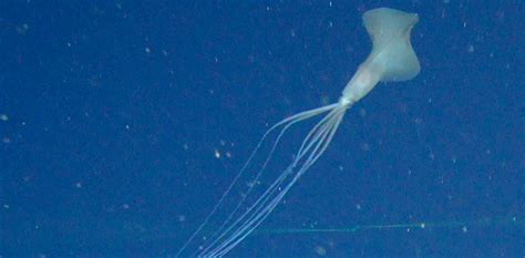 The Enigma of the White Squid: A Deep-Sea Puzzle