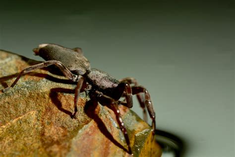 The Enigma of the White Tail Spider Unveiled