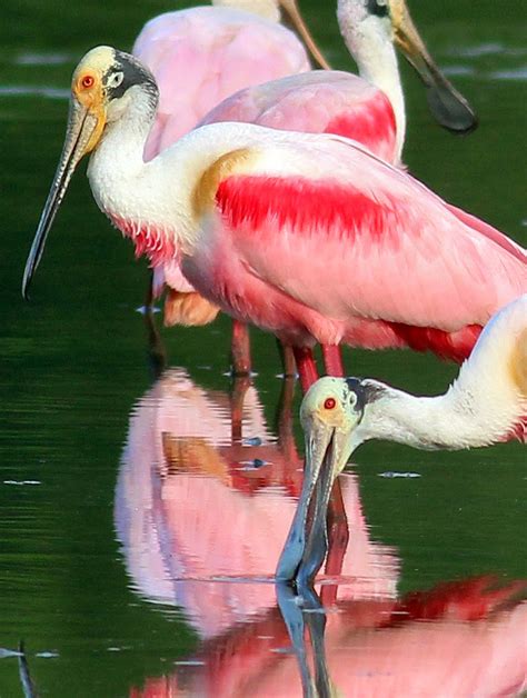 The Enigma of their Vibrant Roseate Plumage