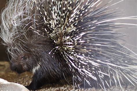 The Enigma surrounding the Allure of Porcupine Quills