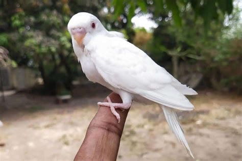 The Enigmatic Albino Budgerigar: A Symbol of Mystery and Intrigue