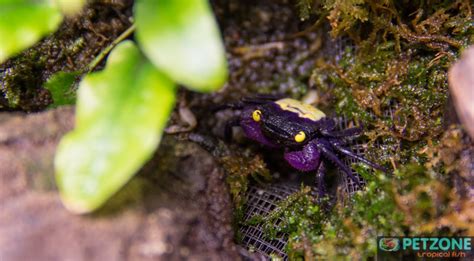 The Enigmatic Amethyst Crab: Revealing Nature's Concealed Gem