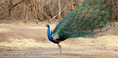 The Enigmatic Appeal and Fascination Surrounding Peafowl