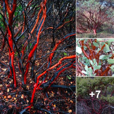 The Enigmatic Appeal of Crimson Soil: Delving into its Enchanting Allurement