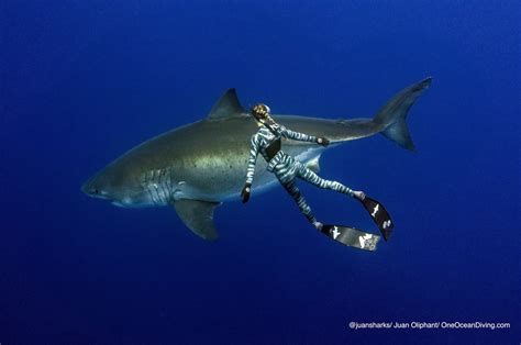 The Enigmatic Appeal of the Ocean: Inspiring Narratives from Shark Conservationists