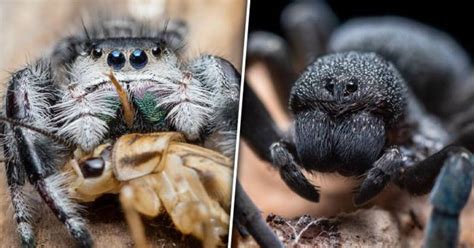 The Enigmatic Arachnids: A Glimpse into Their Realm