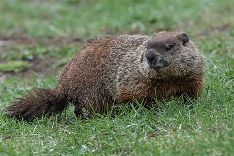 The Enigmatic Attraction of Snow-Colored Groundhogs