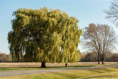 The Enigmatic Aura of the Graceful Weeping Willow