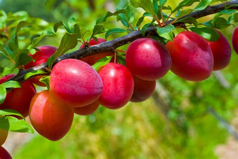 The Enigmatic Beauty of Plum Trees