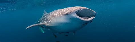 The Enigmatic Beauty of Whales: A Closer Look into Their Graceful World