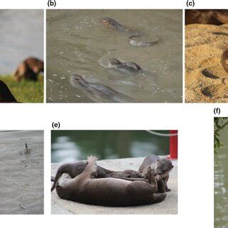 The Enigmatic Behavior of the Ivory Otter: Deciphering its Ways