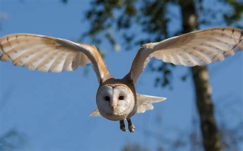 The Enigmatic Biology and Fascinating Behavior of Owls