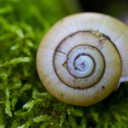 The Enigmatic Charm of Snails across Various Cultures