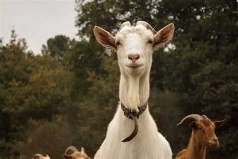 The Enigmatic Connection: Exploring the Fusion of Lavender Hue and Capra Aegagrus Hircus