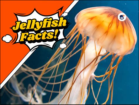 The Enigmatic Creatures: Exploring the World of Jellyfish