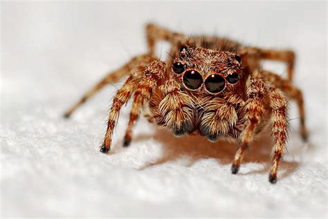 The Enigmatic Encounter: A Vision of a Petite Chestnut Arachnid