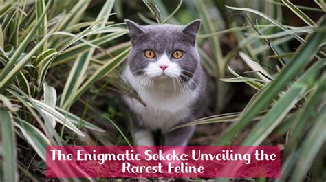 The Enigmatic Feline: Unveiling the Life Story
