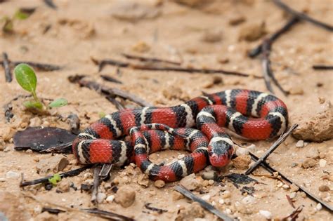 The Enigmatic Folklore Encompassing the Scarlet-Hued Serpent