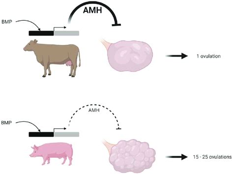 The Enigmatic Link: Connections Between Bovine Excreta and Symbolic Interpretations