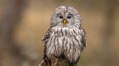 The Enigmatic Link between Owls and the Spirit Realm