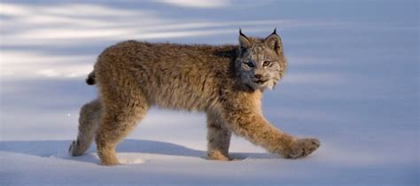 The Enigmatic Lives of Lynx: Deciphering Their Behavioral Patterns