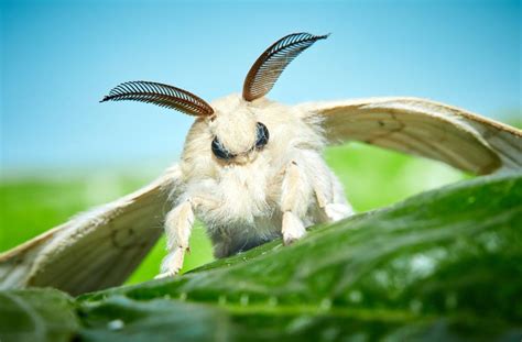 The Enigmatic Mark: Unveiling the Importance of Moth Bites