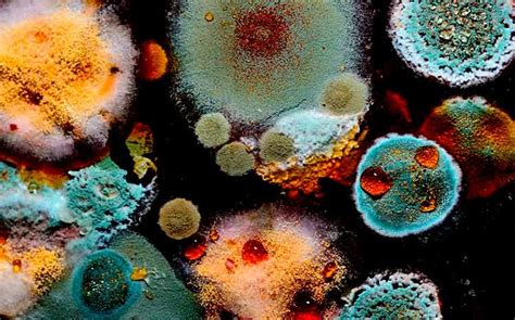 The Enigmatic Messages of Mold: What Do They Signify?