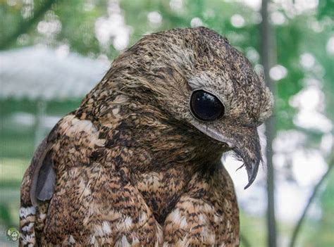 The Enigmatic Messenger: Decoding the Symbolism of the Shimmering Avian