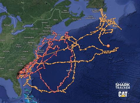 The Enigmatic Migration Patterns of the Majestic Great White