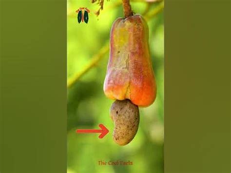 The Enigmatic Origins and Fascinating Journey of the Cashew Nut Tree