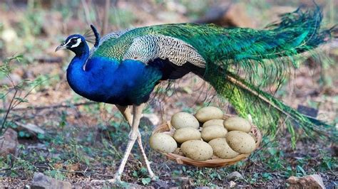 The Enigmatic Peacock Egg: An Intriguing Symbol