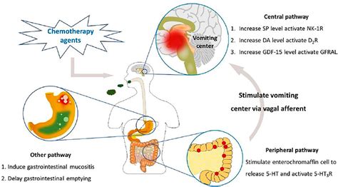 The Enigmatic Phenomenon of Vomiting Amber Substance