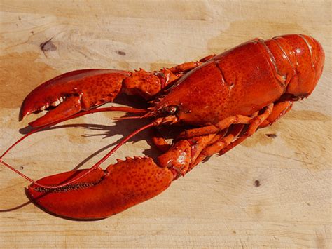 The Enigmatic Pleasures of Owning a Lobster as a Companionship