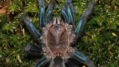 The Enigmatic Power of a Tiny Ebony Arachnid