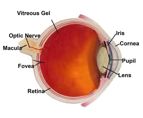 The Enigmatic Power of the Inner Eye