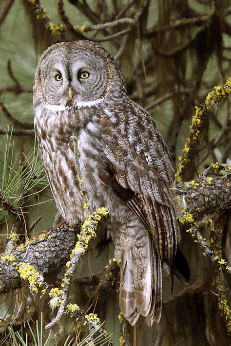 The Enigmatic Powers of the White Grey Owl