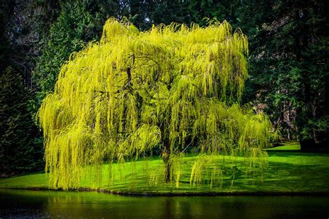 The Enigmatic Presence and Cultural Importance of the Majestic Willow