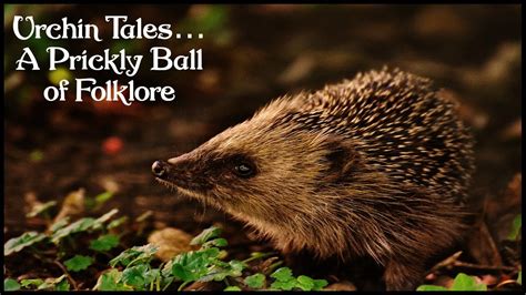 The Enigmatic Presence of Hedgehogs in Folklore and Literature