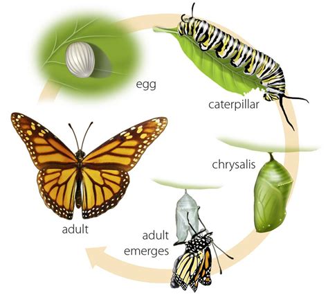 The Enigmatic Process of Butterfly Metamorphosis