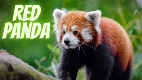 The Enigmatic Realm of Crimson Pandas: Unveiling their Enigmatic Secrets