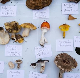 The Enigmatic Realm of Mushroom-Harvesting Reveries